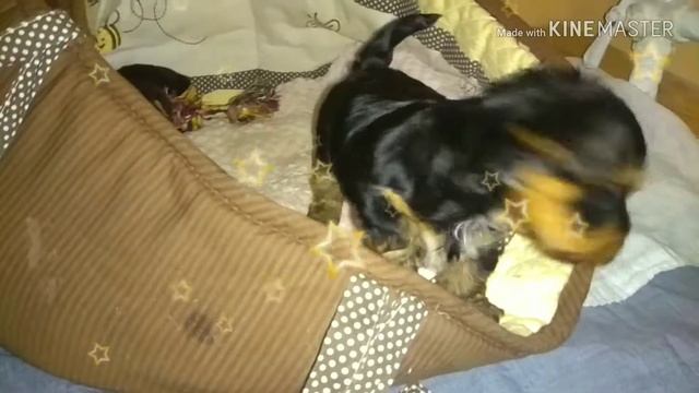 Йорки в 1 месяц смотреть онлайн