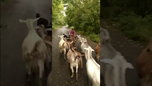 Предводитель коз. смотреть онлайн