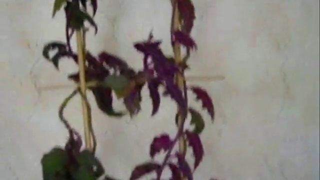 Гинура (фиолетовый мохнатый цветок) смотреть онлайн