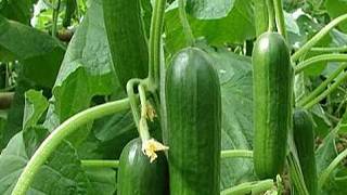 Вот что выросло из семян огурца гибрида!