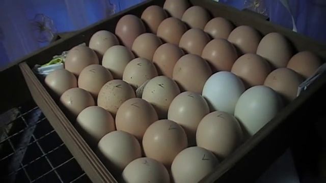 Инкубация старых яиц // Incubation Of Old Eggs