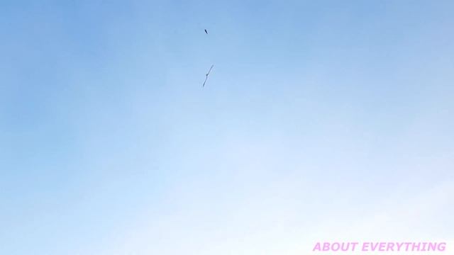 Чайка ловит летающую рыбу #чайка #летающаярыба смотреть онлайн