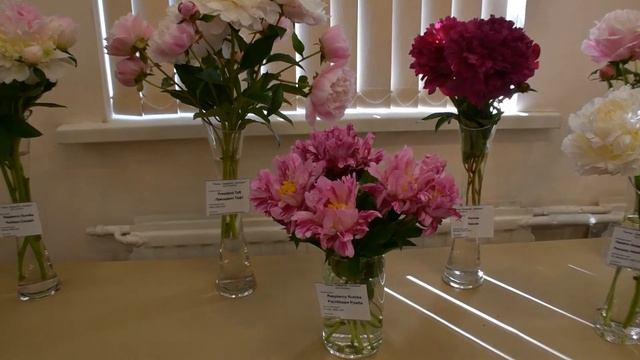 Фестиваль пионов в Ботаническом саду (Санкт-Петербург) смотреть онлайн