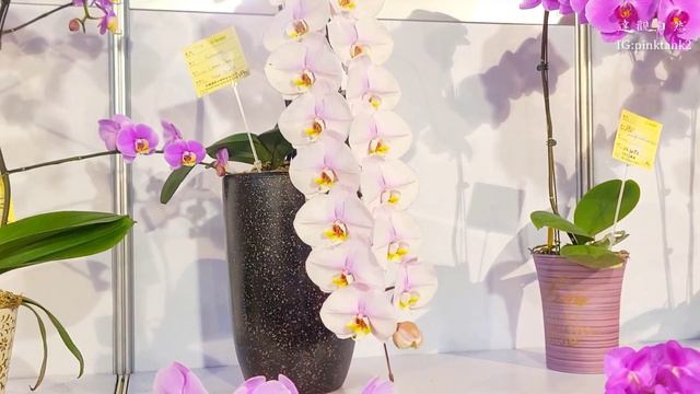 台灣國際蘭展2022(蝴蝶蘭屬),Taiwan International Orchid Show 2022 (Orchidaceae Phalaenopsis) смотреть онлайн