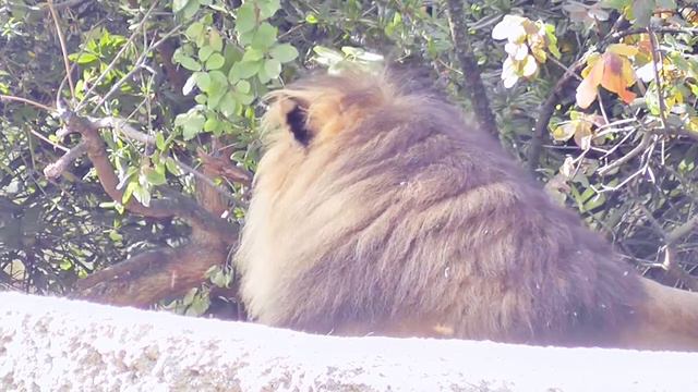 Интересный Зоопарк Для Детей в Базеле Швейцария смотреть онлайн