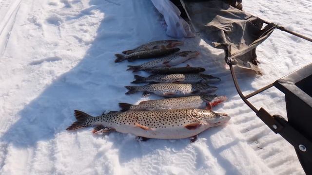 Амур батюшка - 2, зимняя щука, март 2021г. Сани ПНД для снегоходов. смотреть онлайн