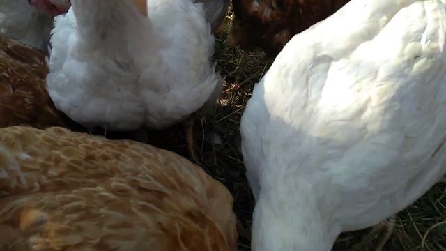 Кормили домашних кур красной икрой из магазина магнит смотреть онлайн