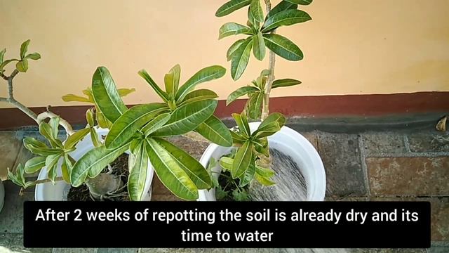 Adenium - Updates, repot, watering and care tips смотреть онлайн