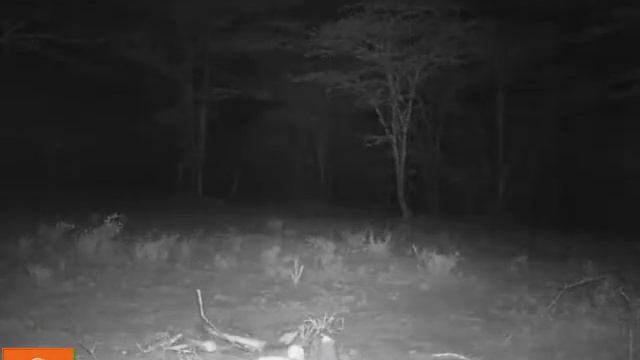 Günther's dik-dik (Madoqua guentheri) and Senegal bushbaby (Galago senegalensis) смотреть онлайн