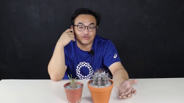 Danny 教種花#弁慶#echinocactus Platyacanthus#非洲霸王樹#Pachypodium Lamerei#金琥#藤原浩#塊根#仙人掌