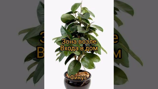 В моем доме благодать,Цветок богатства и счастья #фикус #замиокулькас #цветы #богатство #процветани смотреть онлайн
