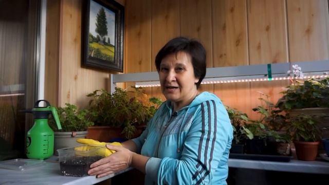 ПОСАДКА ВИОЛЫ | ИЗ СЕМЯН | ОСНОВНЫЕ ПРАВИЛА ПОСАДКИ И ВЫРАЩИВАНИЯ ВИОЛЫ смотреть онлайн