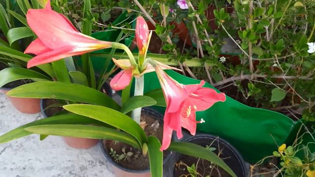 Amaryllis lily flowers : April bloom, best for Delhi gardeners смотреть онлайн
