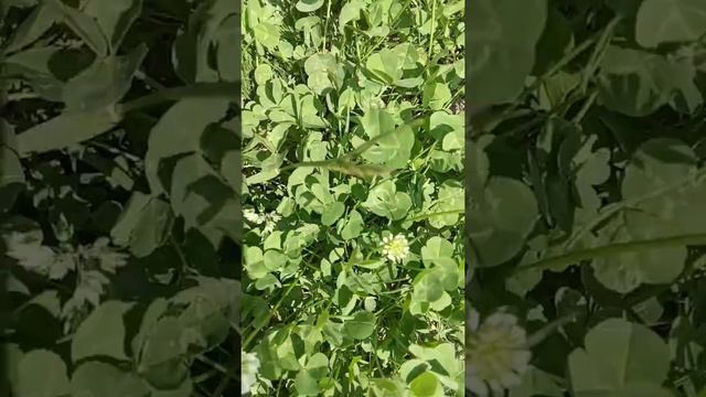 клевер цветы