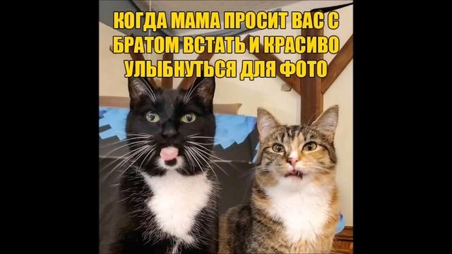Веселые картинки. Смешные котики. Прикольные кошки. смотреть онлайн