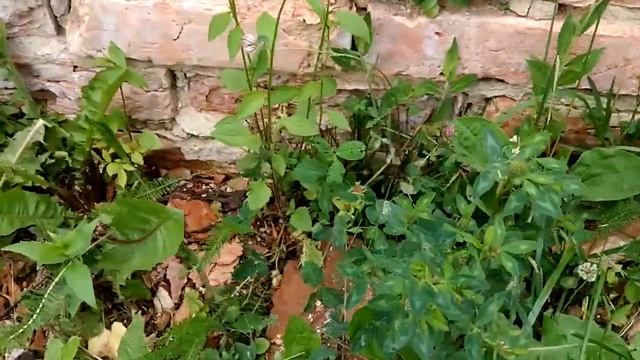 прыткая ящерица, Беларусь, руины Гольшанского замка смотреть онлайн