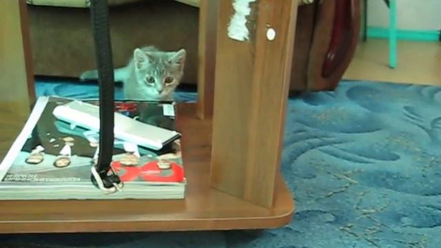 Котенок мурлыкает, бегает и прыгает смотреть онлайн