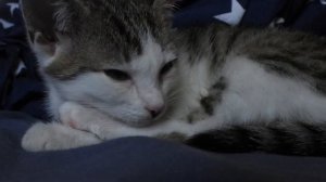 Чужая кошка пришла в вам в дом Приметы и поверья Чужая кошка