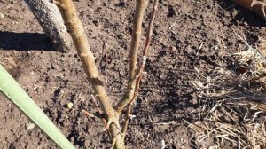 Обрезка колоновидной яблони весной. Как правильно обрезать колоновидную яблоню?