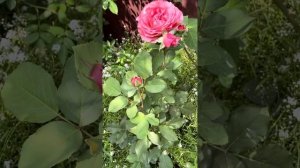 Корал Желе (Corail gelee) троянда японської селекції@СвітРоузГарден