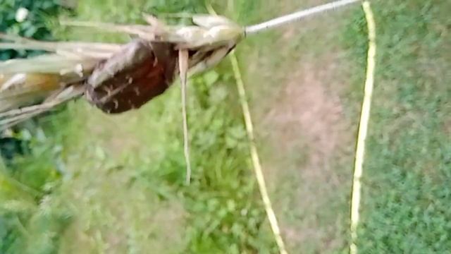 Какое это насекомое? Что оно делает? смотреть онлайн