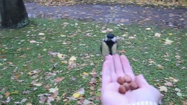 Парк г.Пушкин. Кормим белок и синиц. смотреть онлайн