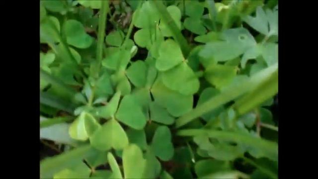 Wild Food : Wood Sorrel (Oxalis acetosella) смотреть онлайн