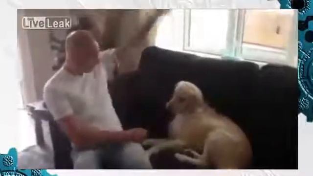 Прикол Собака по жизни тормозяка смотреть онлайн