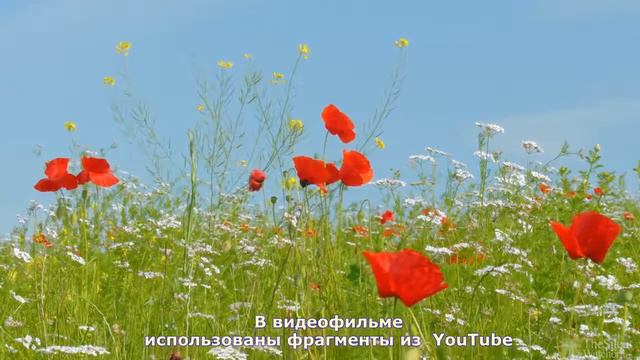 Шербургские зонтики. Мишель Легран, Владимир Мишле, Артём Науменко. YouTube. смотреть онлайн