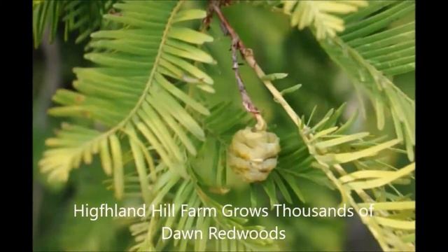 We Grow Metasequoia Metasequoia glyptostroboides, or dawn redwood trees in Fountainville Pa смотреть онлайн