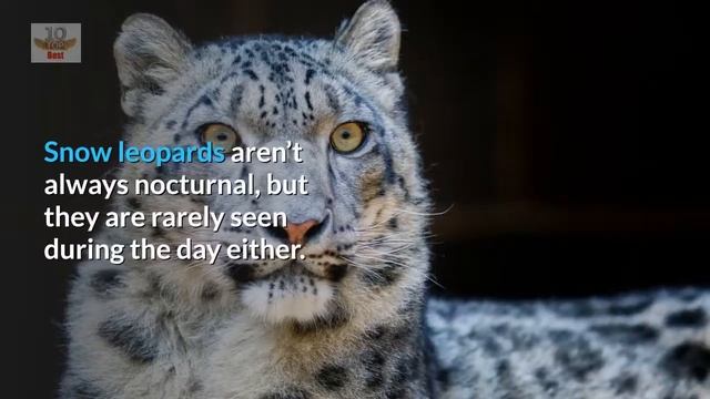 Top 10 Amazing Facts About Snow Leopards - Interesting Facts About Snow Leopards смотреть онлайн