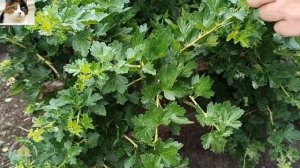 Чем обработать крыжовник от мучнистой росы во время плодоношения