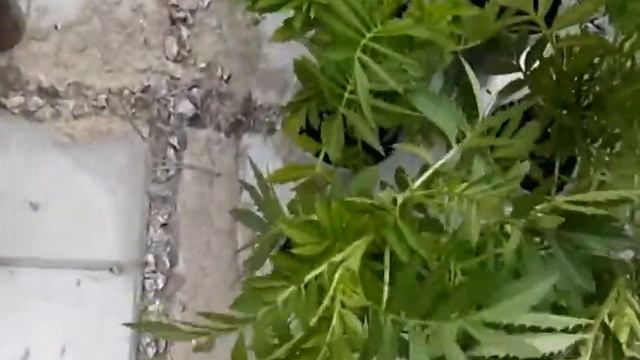 ПОСАДИЛА ЦВЕТЫ В РАБАТКУ! смотреть онлайн