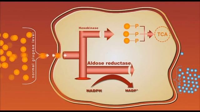 Diabetes Complication: Sorbitol Animation