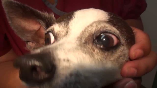 Cat Scratch of Dog's Eye. смотреть онлайн