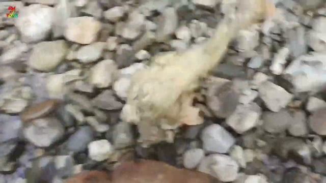 Mancing ikan cupang, ikan gabus, ikan mas koki, ikan koi slayer, bebek, lobster, kelomang, kepiting смотреть онлайн