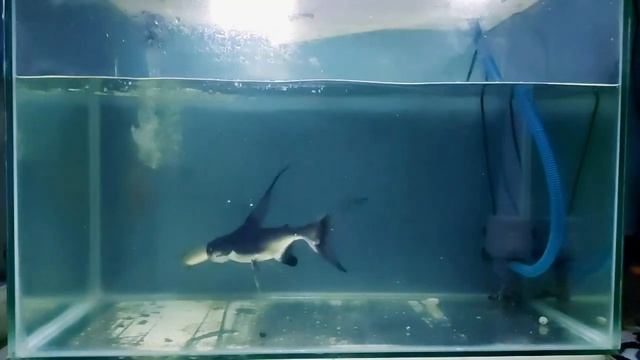 5 MOMEN KEGANASAN IKAN PREDATOR HIU AIR TAWAR - PART 2 смотреть онлайн
