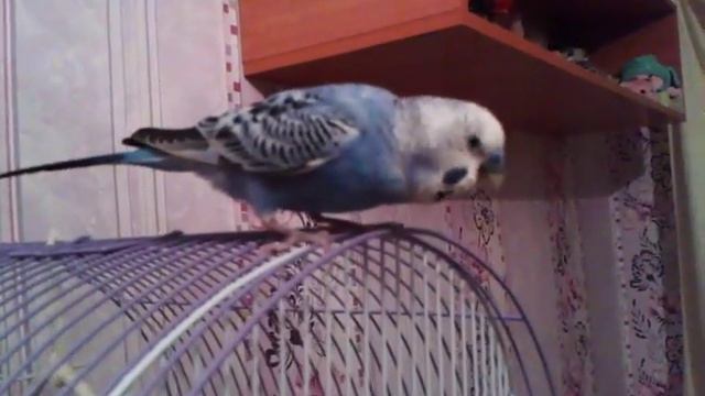 попугайчик заболел смотреть онлайн