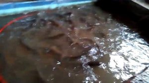 Африканский (Клариевый) сом развиваемся на даче. Начало...