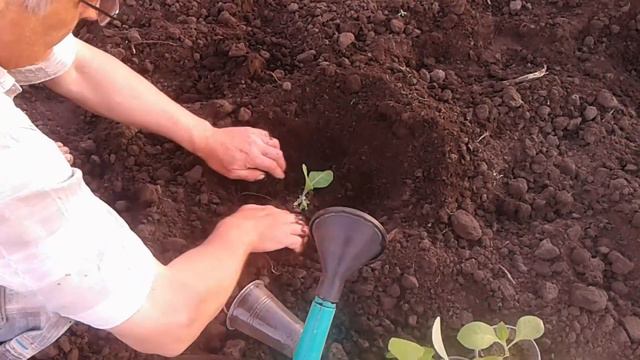Начал высаживать табак Вирджинию в грунт смотреть онлайн