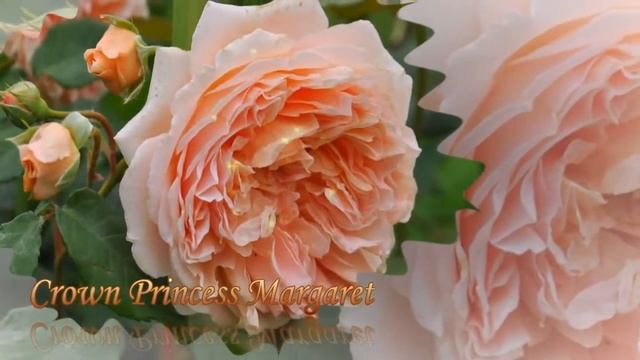 романтический сад английских роз, топ 25, 2014 год смотреть онлайн