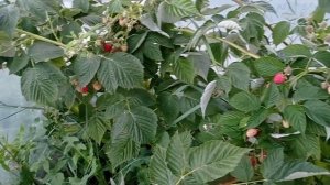 Маравилла-лучший промышленный сорт малины!!!