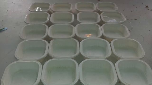 Drosera Capensis (Cape Sundew) Propagation By Leaf Cutting