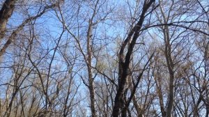 ЗВУКИ ВЕСЕННЕГО ЛЕСА / Пение птиц 11 апреля 2021