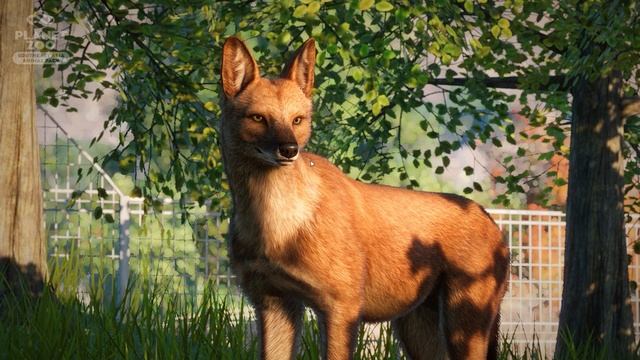 ▶ Planet Zoo Ussuri Dhole | Screenshot Reveals | Southeast Asia Animal Pack смотреть онлайн