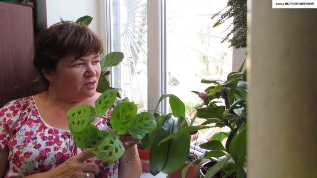 СЕКРЕТ успешного ВЫРАЩИВАНИЯ МАРАНТОВЫХ в засушливых КОМНАТНЫХ УСЛОВИЯХ. смотреть онлайн