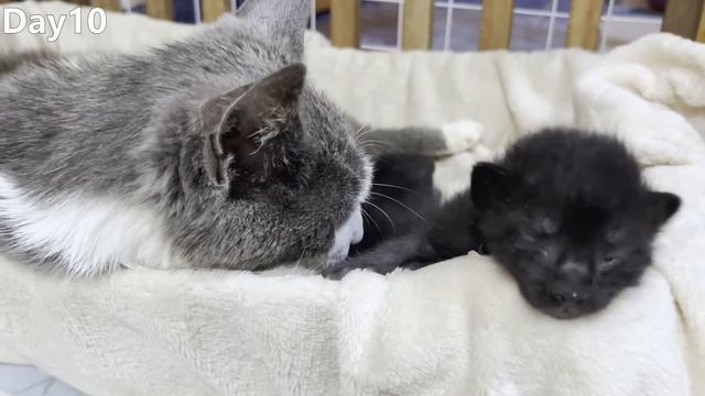 How kittens grow up who are born from a stray cat: from 0-15 days! смотреть онлайн