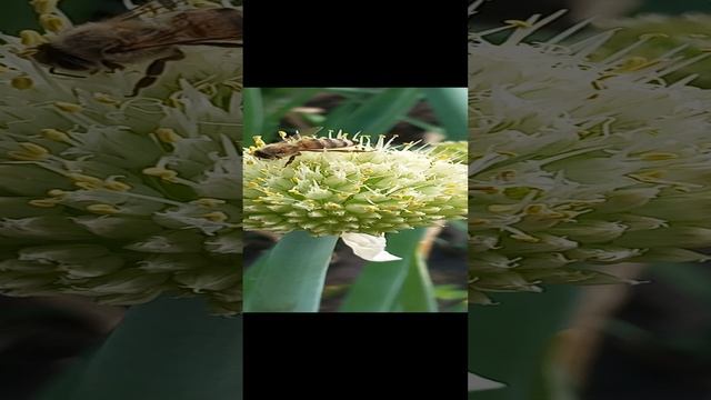 Пчёлки работают))