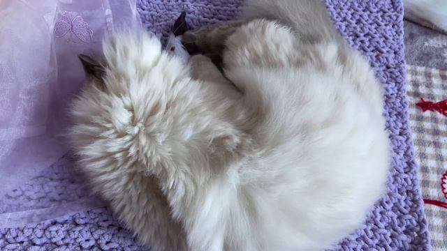 Funny Cat Play With Fish So Cute смотреть онлайн