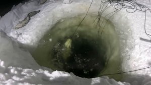 Перемет с живцом отработал на ОТЛИЧНО! Рыбалка морозным вечером